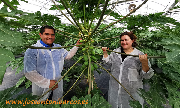 Pancho Mendoza y Marina Casas. Papayas del Caribe en la finca UAL-Anecoop. /joseantonioarcos.es