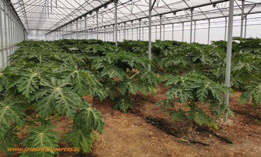 Las papayas de la Estación Experimental de Las Palmerillas de Cajamar. /joseantonioarcos.es