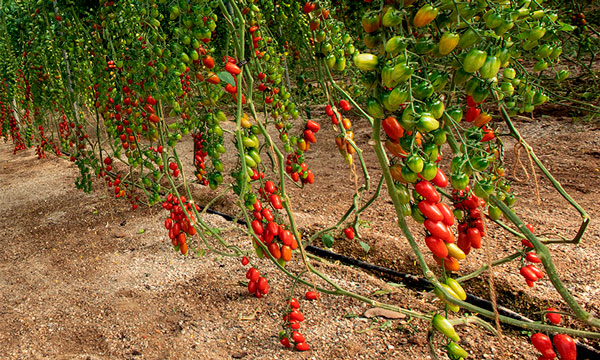 Tomate cherry con gran sabor de Semillas Fitó-joseantonioarcos.es