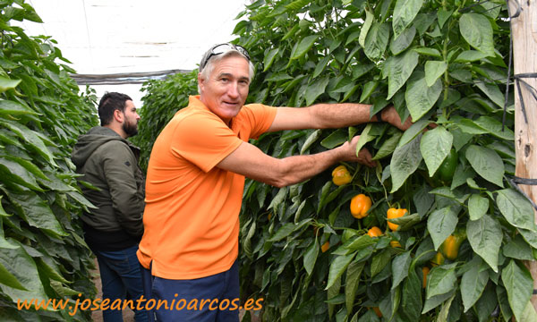 Agricultor Antonio Céspedes Piqueras. Invernadero con productos de humus de Nostoc. /joseantonioarcos.es