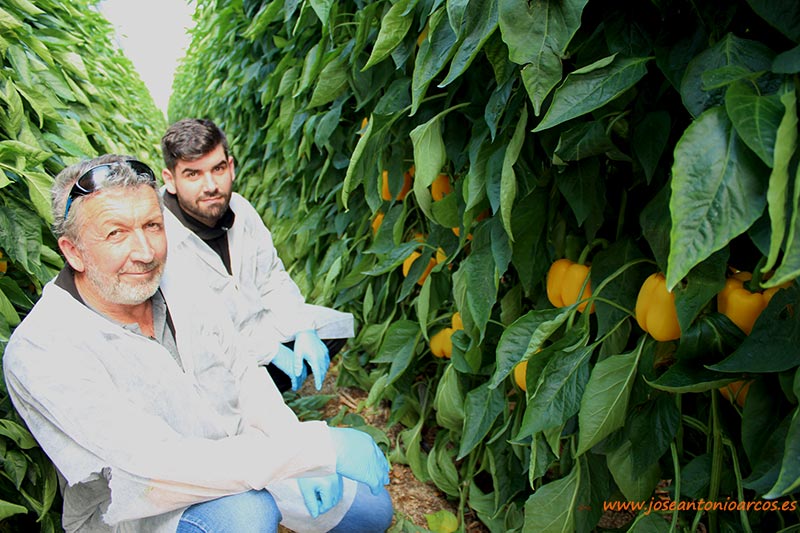 Juan Rodríguez, padre e hijo, productores de pimiento amarillo de Vícar. /joseantonioarcos.es