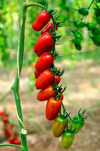 Tomate cherry pera Ferdinand de Semillas Fitó-joseantonioarcos.es
