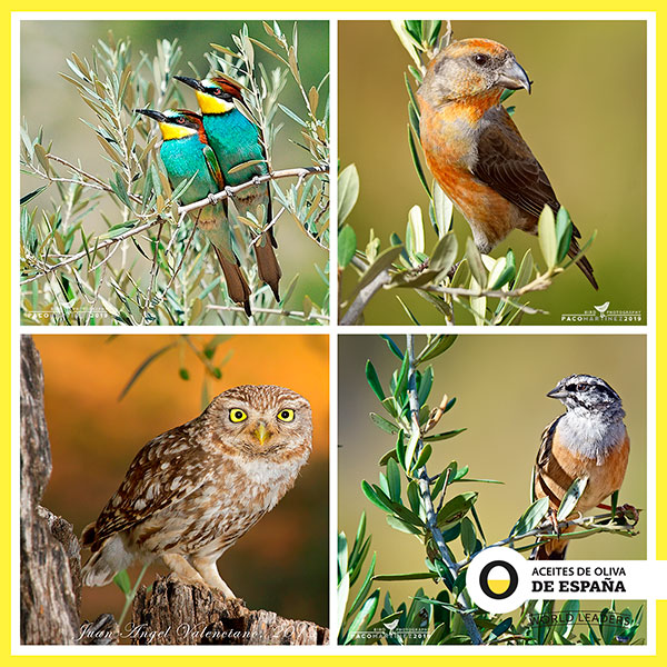 Tras evaluar la biodiversidad de una serie de olivares, se han catalogado 165 especies de aves, una cuarta parte de las documentadas en la Península-joseantonioarcos.es