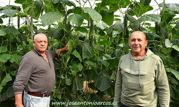 Los hermanos Juan y Antonio García Fernández son productores de pepino en El Parador. /joseantonioarcos.es