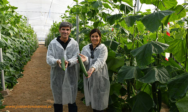 Jesús Abad, genetista de pepino de Syngenta, y Almudena Castillo, ayudante de breeder. /joseantonioarcos.es
