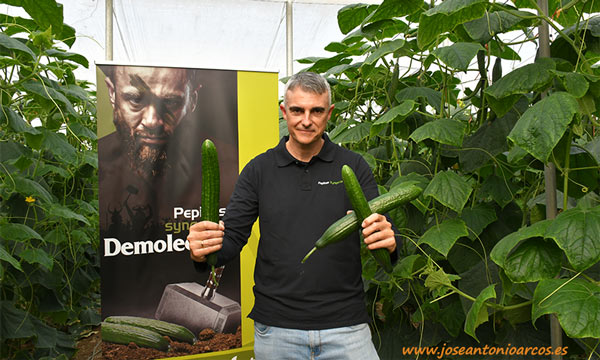 Víctor García, jefe de producto de pepino para España de Syngenta, con la variedad Randall. /joseantonioarcos.es