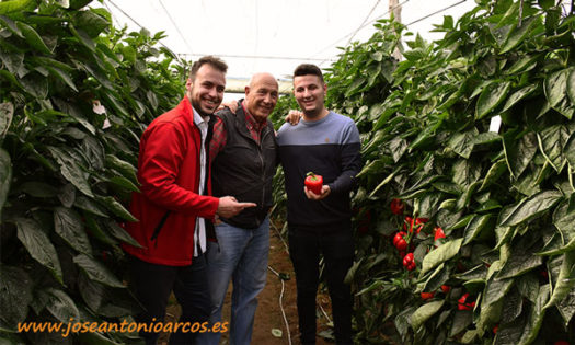 Cultivo de pimiento Mauricio, california rojo de Ramiro Arnedo-joseantonioarcos.es
