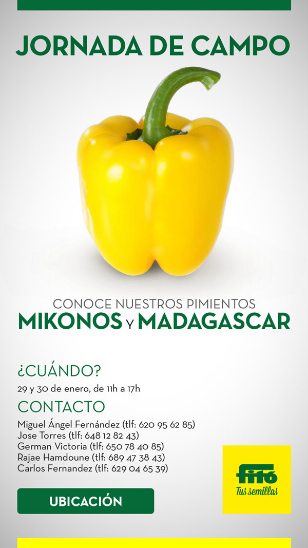 Pimiento california amarilli Mikonos y Madagascar de Semillas Fitó-joseantonioarcos.es