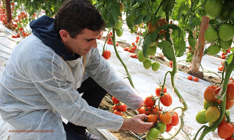 José Luis Márquez, técnico de desarrollo de tomate de Ramiro Arnedo. /joseantonioarcos.es