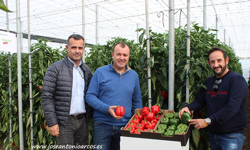 Juan Enciso, técnico de Tecniagro, con Paco Pino (Rijk Zwaan) y Francisco Montoya, agricultor de Indasol. /joseantonioarcos.es