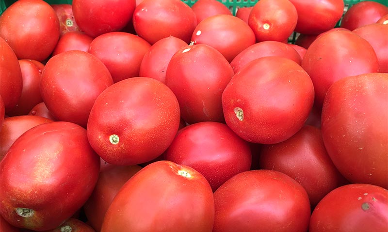 Ecoculture adelanta la coloración de los frutos en ensayos en pimiento y tomate-joseantonioarcos