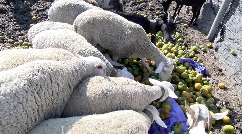 Tomates para las ovejas por los bajos precios. /joseantonioarcos.es