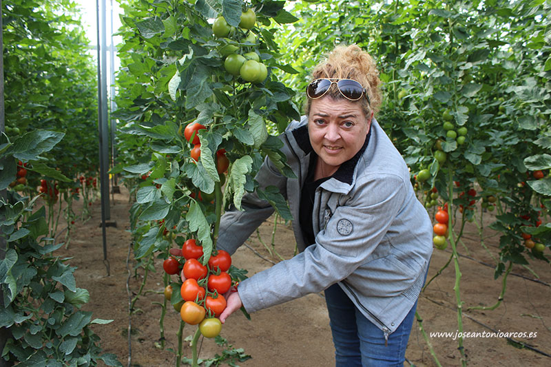 Carmen Belén Barrilado Ferrer, productora de tomate en Almería. /joseantonioarcos.es