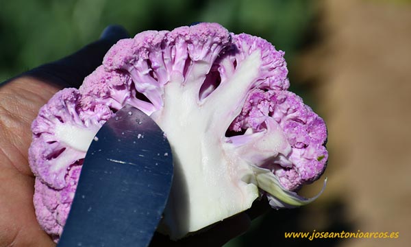 Lavender, coliflor morada de Rijk Zwaan, RZ. /joseantonioarcos.es