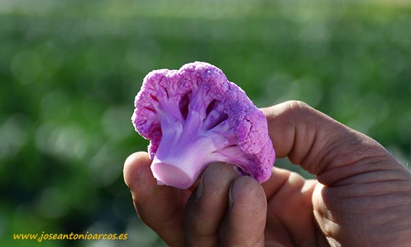 Coliflor de color morado Lavender de Rijk Zwaan. /joseantonioarcos.es