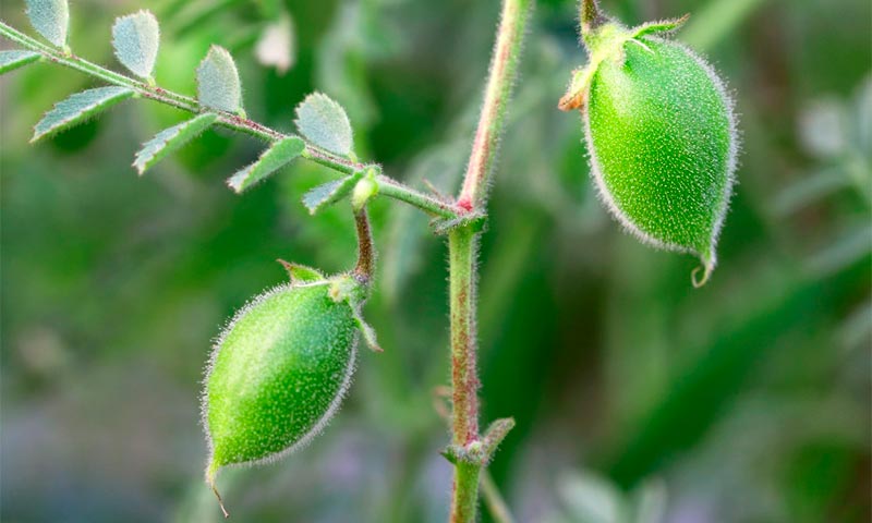 Las legumbres es el cultivo más sostenible para el cambio climático-joseantonioarcos.es
