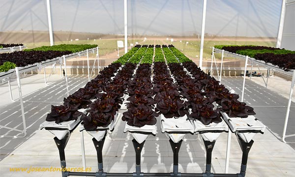 Cultivo hidropónico de lechugas de Rijk Zwaan. /joseantonioarcos.es