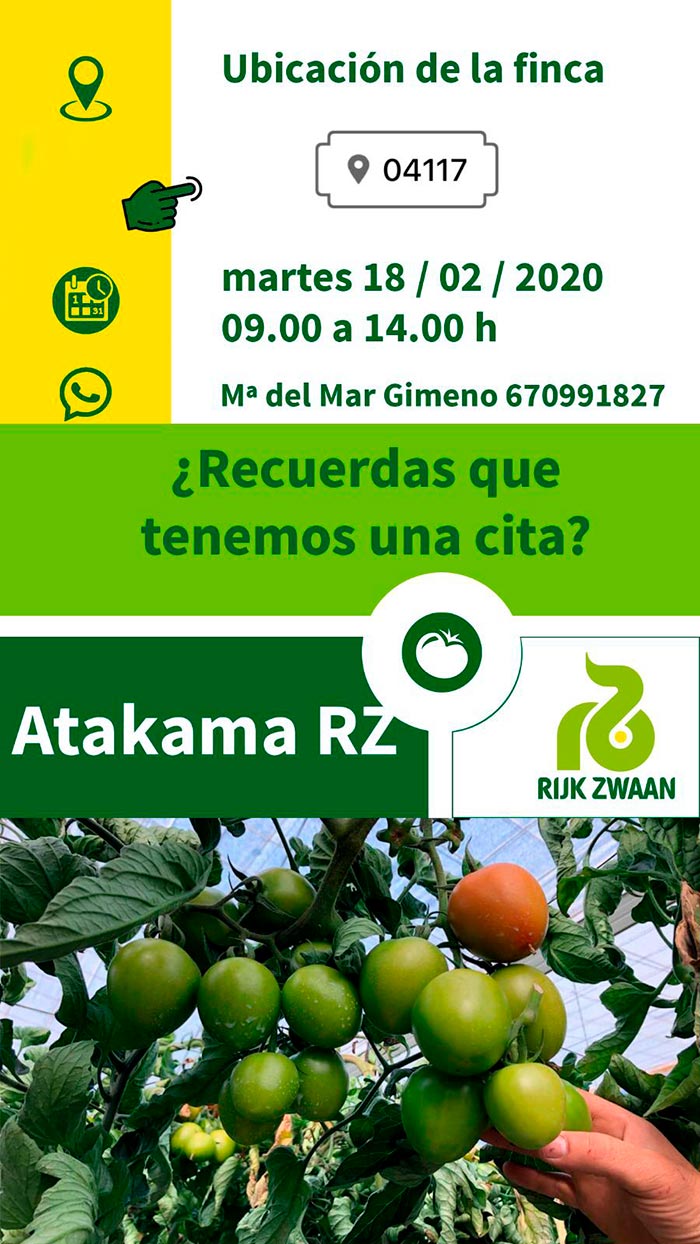 Tomate Atakama de Rijk Zwaan-joseantonioarcos.es