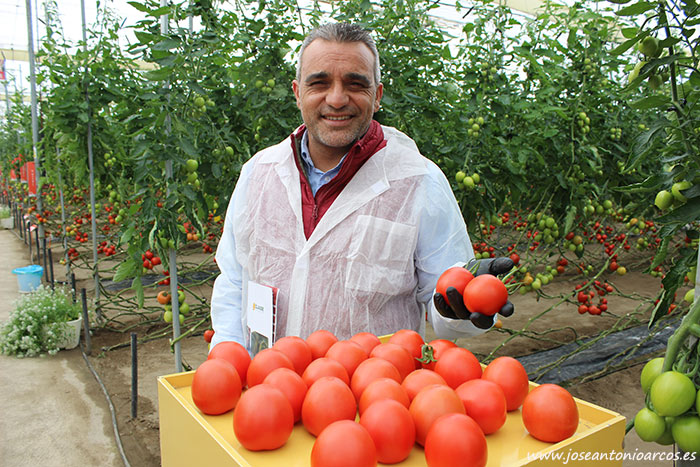 Manuel Ferrer con tomate Harrison. /joseantonioarcos.es