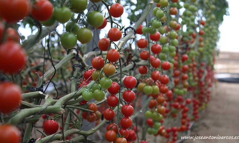 Nuevo tomate cherry Sabio de Clause. /joseantonioarcos.es