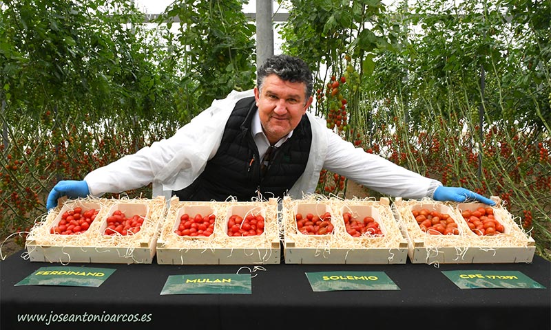 Variedades de tomate cherry de Semillas Fitó-joseantonioarcos.es