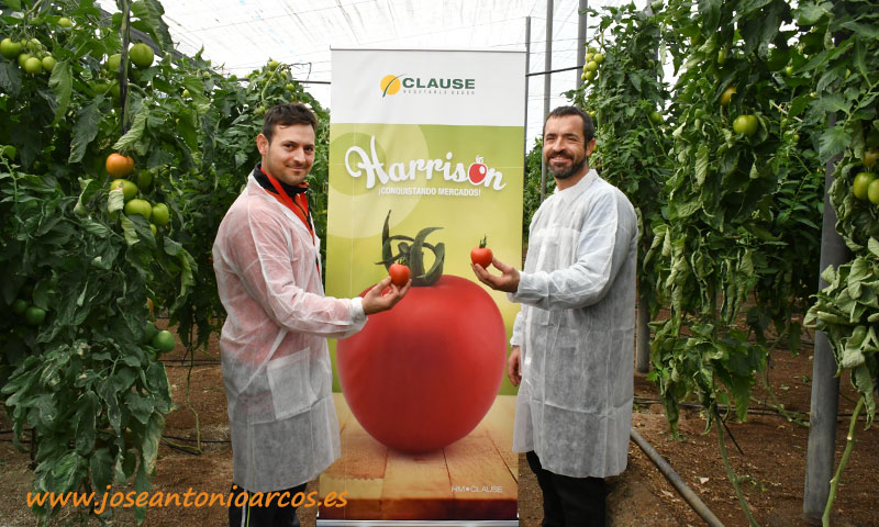 Productores de tomate Harrison de HM Clause-joseantoniaorcos-es