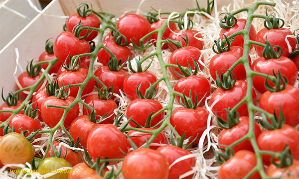 Tomate cherry NIppo de Semillas Fitó-joseantonioarcos.es