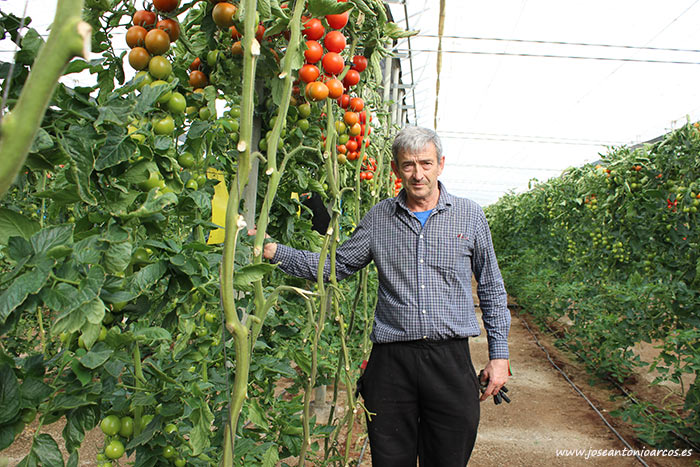 Carlos Fernández Vargas, agricultor y encargado de esta finca de tomate de Axia Semillas. /joseantonioarcos.es