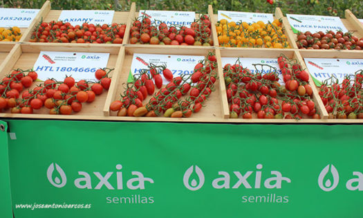 Catálogo de tomate de Axia Semillas. /joseantonioarcos.es