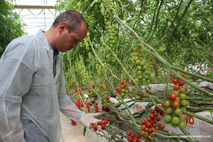 David Herzog, responsable global de tomate de Rijk Zwaan. /joseantonioarcos.es