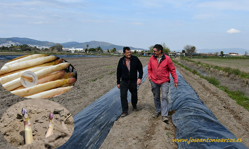 Juan Torras y Josep Pañella recorren un campo de espárragos en Gavá. /joseantonioarcos.es