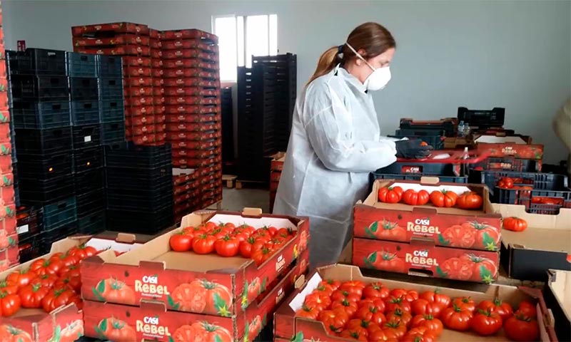 Cooperativas agrícolas adoptan las medidas de los protocolos de seguridad-joseantonioarcos.es