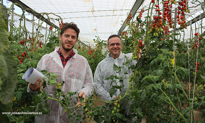 Rubén Vicente y Antonio López de Axia Seeds con la variedad de tomate cherry pera HTL1708480. /joseantonioarcos.es