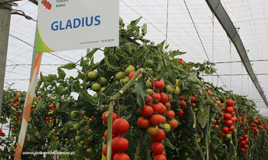 Tomate Gladius de Axia Semillas. /joseantonioarcos.es