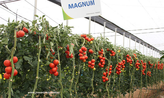 Tomate Magnum de Axia Semillas. /joseantonioarcos.es