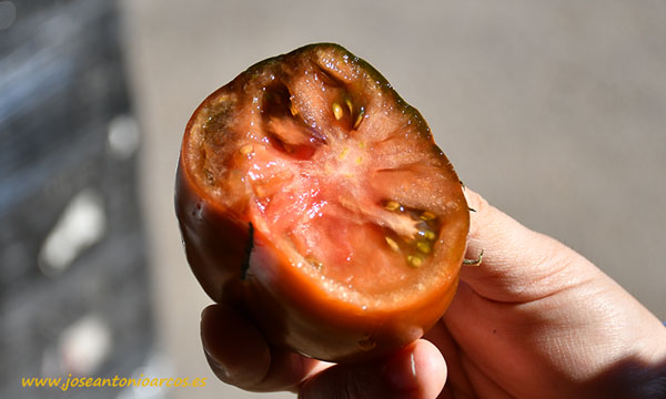 Tomate Mulato Star. Agrinature. /joseantonioarcos.es