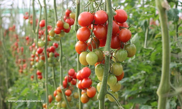 Tomate cherry Red Panther de Axia Semillas. /joseantonioarcos.es
