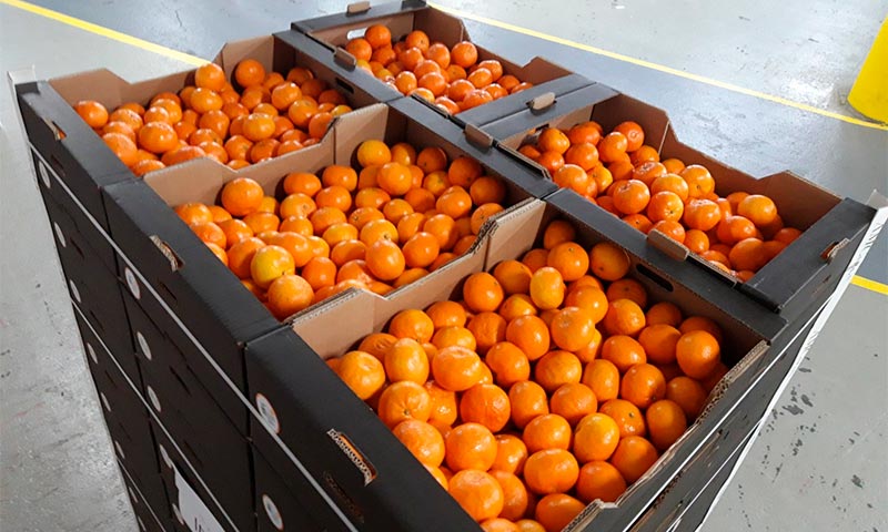 La asociación de productores de mandarina Orri dona cerca de 1.000 kilos de esta variedad al hospital de campaña de IFEMA-joseantonioarcos.es