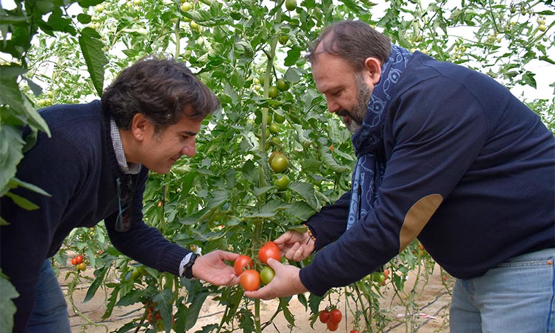 Ecoculture Biosciences recomienda el consumo de tomate y pimiento-joseantonioarcos.es