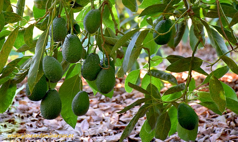 La mejora del cuajado y evitar la caída del fruto en los cultivos de aguacate-joseantonioarcos.es