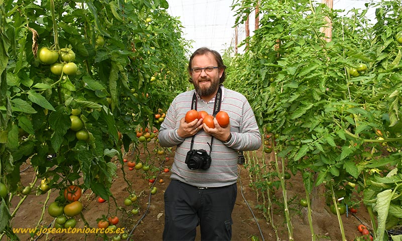 José Antonio Arcos en invernaderos de tomate de Almería. /joseantonioarcos.es