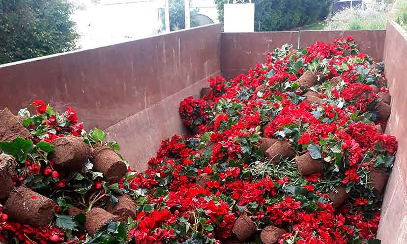 Plantas ornamentales y flores cortadas sin precio ni mercado por el coronavirus. /joseantonioarcos.es