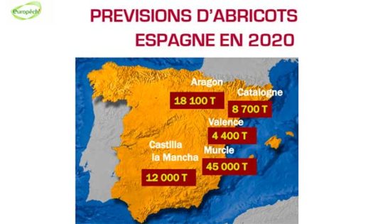 2020 Previsión española de cosecha de albaricoques. /joseantonioarcos.es