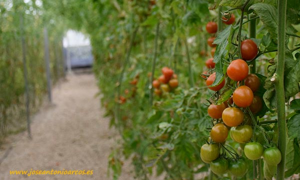 Tomate cherry Karelya de Zeraim. /joseantonioarcos.es
