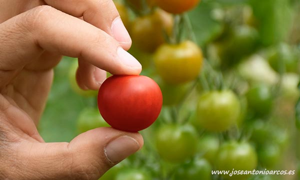 Tomate cherry Karelya de Zeraim. /joseantonioarcos.es