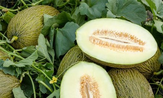 Graciano es el nuevo melón piel de sapo de Syngenta para Almería. /joseantonioarcos.es