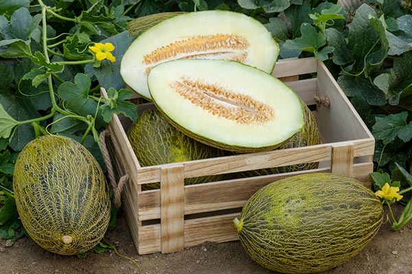 Graciano es el nuevo melón piel de sapo de Syngenta para Almería. /joseantonioarcos.es