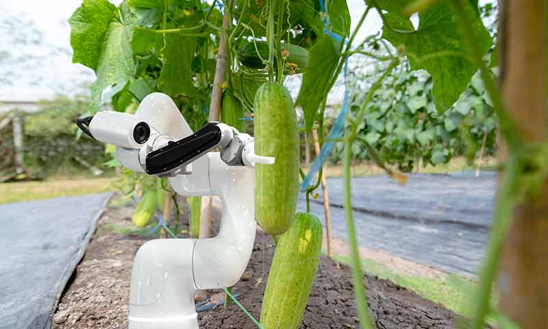 Robots cosechadores en un invernadero de pepino. /joseantonioarcos.es