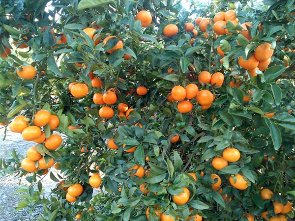 Lucha contra la producción ilegal de mandarinas de variedades protegidas-joseantonioarcos.es