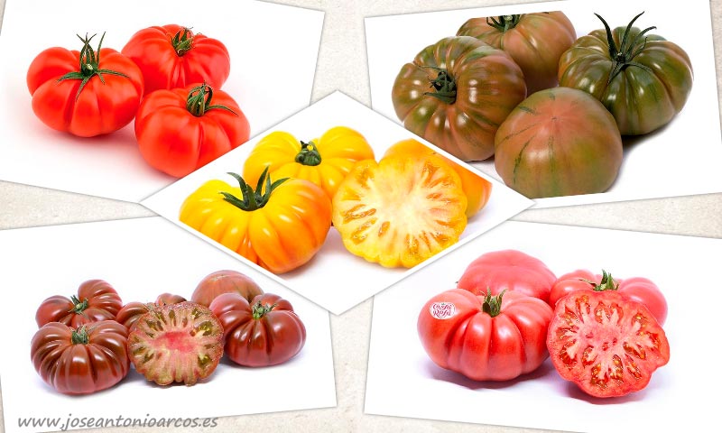 Yuksel Seeds presenta sus especialidades de sabor en tomate-joseantonioarcos.es